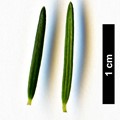 SpeciesSub: subsp. maderincola